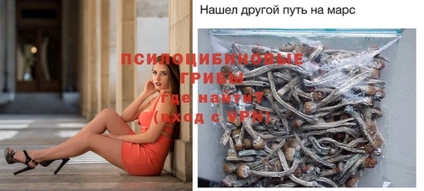 прущие грибы Красноперекопск